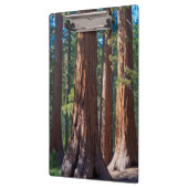 カリフォルニア州アメリカマリポサ，セコイアの木の幹 クリップボード (左)