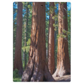 カリフォルニア州アメリカマリポサ，セコイアの木の幹 クリップボード (裏面)