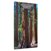 カリフォルニア州アメリカマリポサ，セコイアの木の幹 クリップボード (右)