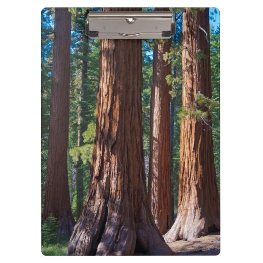 カリフォルニア州アメリカマリポサ，セコイアの木の幹 クリップボード (正面)