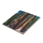 カリフォルニア州アメリカマリポサ，セコイアの木の幹 タイル (側面)