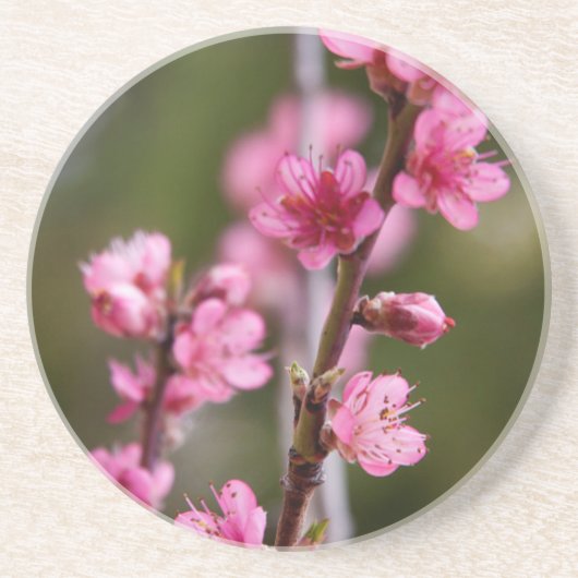 カリフォルニア州アメリカ桃色の開花が木の上にある コースター (正面)