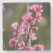 カリフォルニア州アメリカ桃色の開花が木の上にある ストーンコースター (正面)