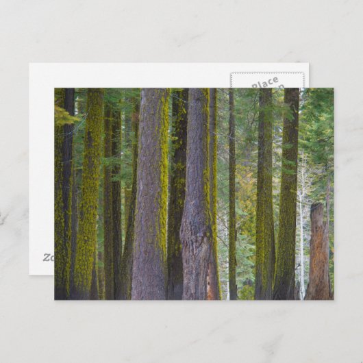 カリフォルニア州アメリカ苔で覆われた木の幹 ポストカード (正面/裏面)