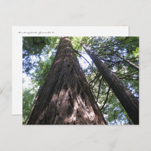 カリフォルニア州アームストロング・ウッズ ポストカード (正面/裏面)