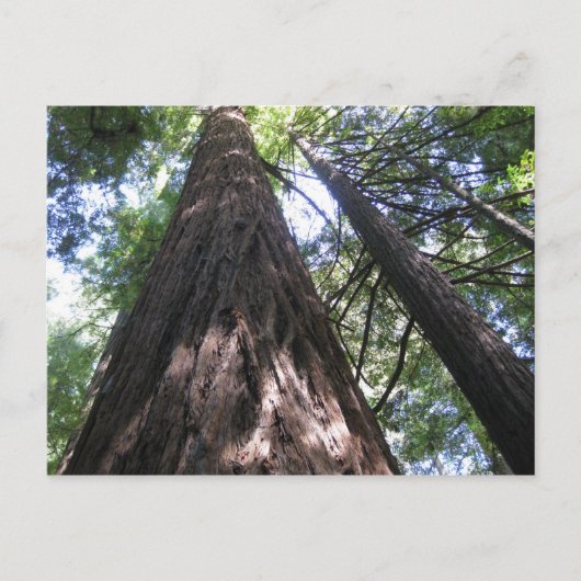 カリフォルニア州アームストロング・ウッズ ポストカード (正面)