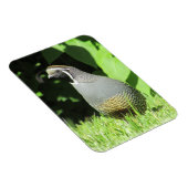 カリフォルニア州ウズイルインサンシャインマグネット マグネット (右側)