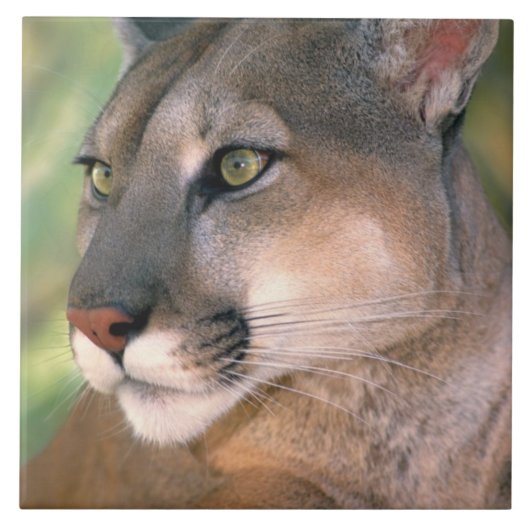 カリフォルニア州クーガー タイル (正面)