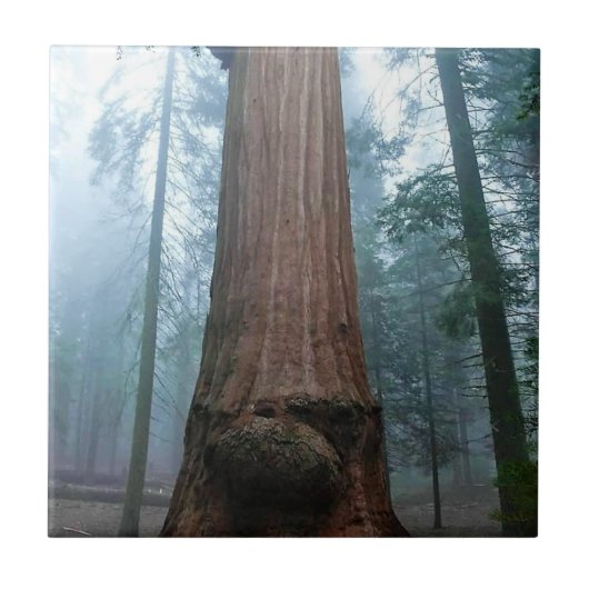 カリフォルニア州グラントグローブにあるジャイアントセコイアの木 タイル (正面)