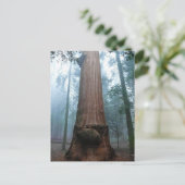 カリフォルニア州グラントグローブにあるジャイアントセコイアの木 ポストカード (スタンド正面)