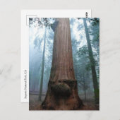 カリフォルニア州グラントグローブにあるジャイアントセコイアの木 ポストカード (正面/裏面)
