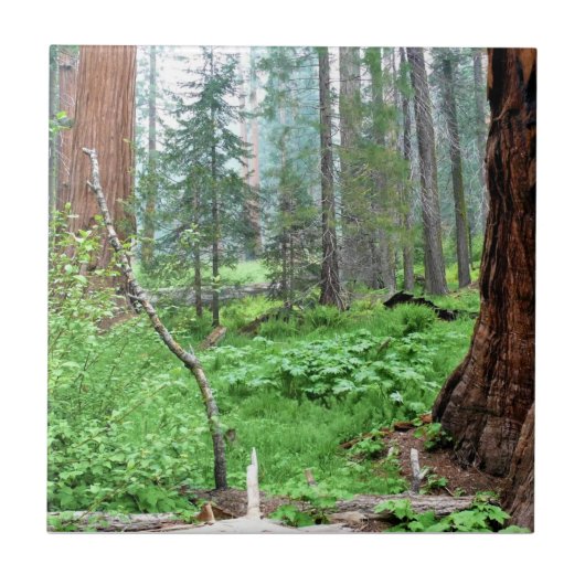 カリフォルニア州グラントグローブのジャイアントセコイア タイル (正面)