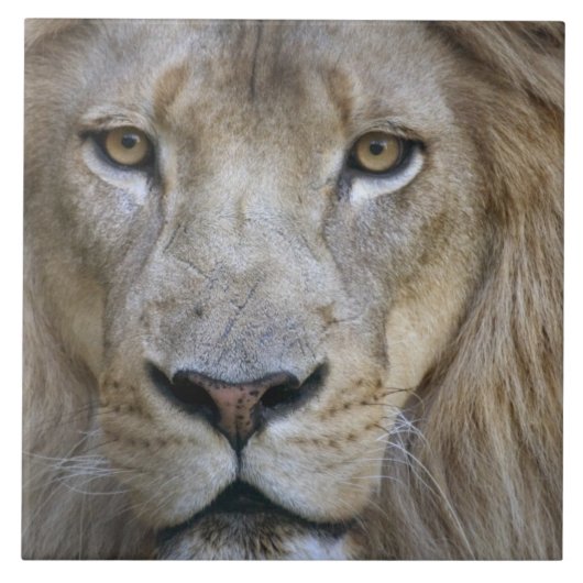 カリフォルニア州サクラメント動物園の成人雄ライオン タイル (正面)