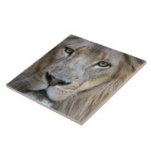 カリフォルニア州サクラメント動物園の成人雄ライオン タイル (側面)