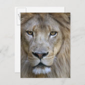 カリフォルニア州サクラメント動物園の成人雄ライオン ポストカード (正面/裏面)