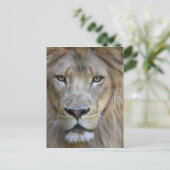 カリフォルニア州サクラメント動物園の成人雄ライオン ポストカード (スタンド正面)