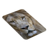 カリフォルニア州サクラメント動物園の成人雄ライオン マグネット (右側)