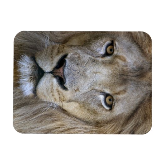カリフォルニア州サクラメント動物園の成人雄ライオン マグネット (横)