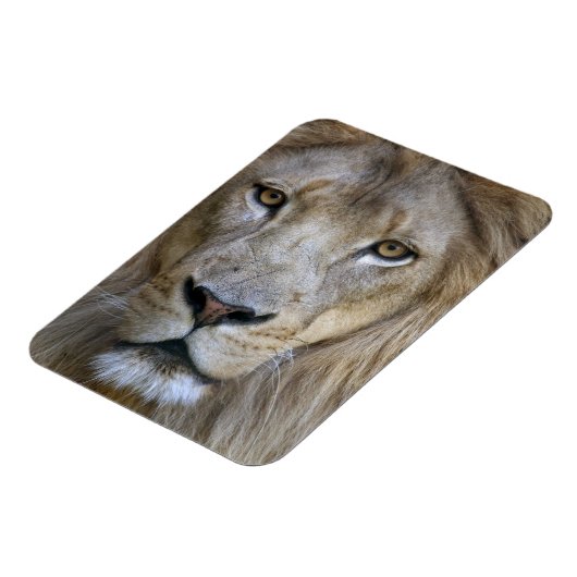 カリフォルニア州サクラメント動物園の成人雄ライオン マグネット (左側)