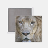 カリフォルニア州サクラメント動物園の成人雄ライオン マグネット (正面/裏面)