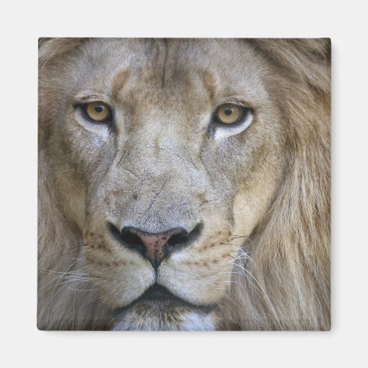 カリフォルニア州サクラメント動物園の成人雄ライオン マグネット (正面)