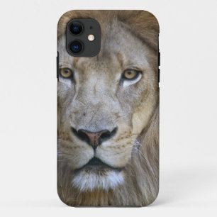 カリフォルニア州サクラメント動物園の成獣の雄ライオン iPhone 11 ケース