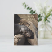 カリフォルニア州サンシメオンのゾウ・シール ポストカード (スタンド正面)