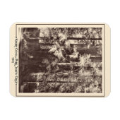 カリフォルニア州サンタクルーズ,ヘンリー・コーウェル・パーク1903 マグネット (横)