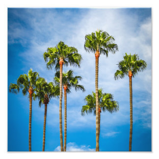 カリフォルニア州サンディエゴのヤシの木 フォトプリント           
