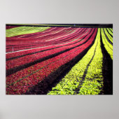 カリフォルニア州サンルイス・オビスポ郡レッドとグリーンのレタス ポスター (正面)