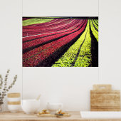 カリフォルニア州サンルイス・オビスポ郡レッドとグリーンのレタス ポスター (キッチン)