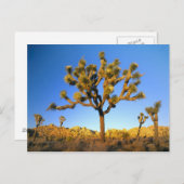 カリフォルニア州ジョシュア・ツリー国立公園。アメリカ。 ポストカード (正面/裏面)