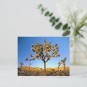 カリフォルニア州ジョシュア・ツリー国立公園。アメリカ。 ポストカード (スタンド正面)