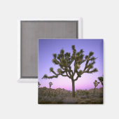 カリフォルニア州ジョシュア・ツリー国立公園。アメリカ。 マグネット (正面/裏面)