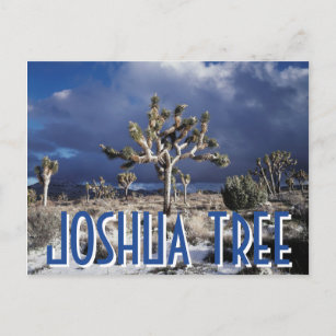 カリフォルニア州ジョシュア・ツリー国立公園 ポストカード