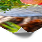 カリフォルニア州ソノマのザクロ ポスター (角)