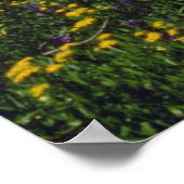 カリフォルニア州ソノラパス付近の花畑 ポスター (角)