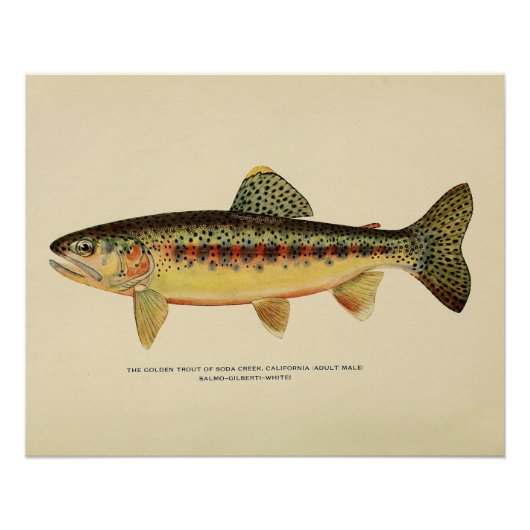 カリフォルニア州ソーダクリークのゴールデン・トラウト ポスター (正面)