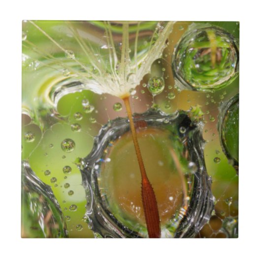 カリフォルニア州タンポポポ種子の水 タイル (正面)