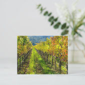 カリフォルニア州ナパバレーのブドウ畑の列 ポストカード (スタンド正面)