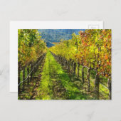 カリフォルニア州ナパバレーのブドウ畑の列 ポストカード (正面/裏面)