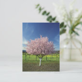 カリフォルニア州ナパ・バレーの林檎の木。 ポストカード (スタンド正面)