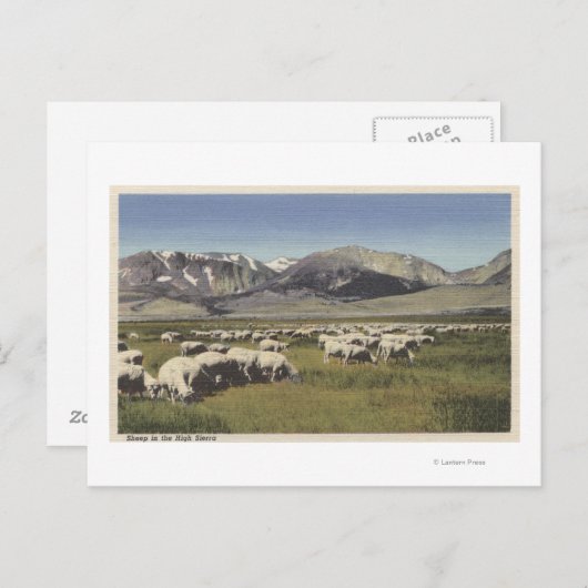 カリフォルニア州ハイシエラで放牧 ポストカード (正面/裏面)