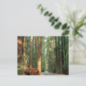 カリフォルニア州ハンボルトのジャイアンツ通り ポストカード (スタンド正面)