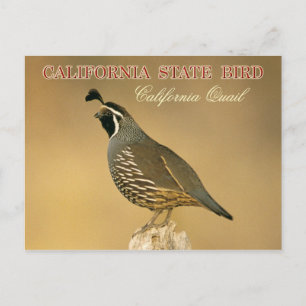 カリフォルニア州バード – カリフォルニアクワイユ ポストカード