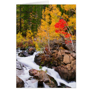 カリフォルニア州ビショップクリークの紅葉