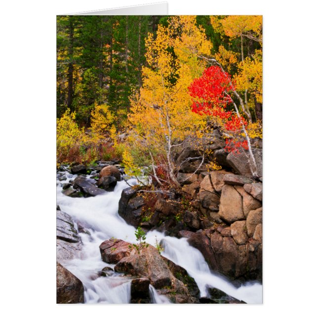 カリフォルニア州ビショップクリークの紅葉 (正面)