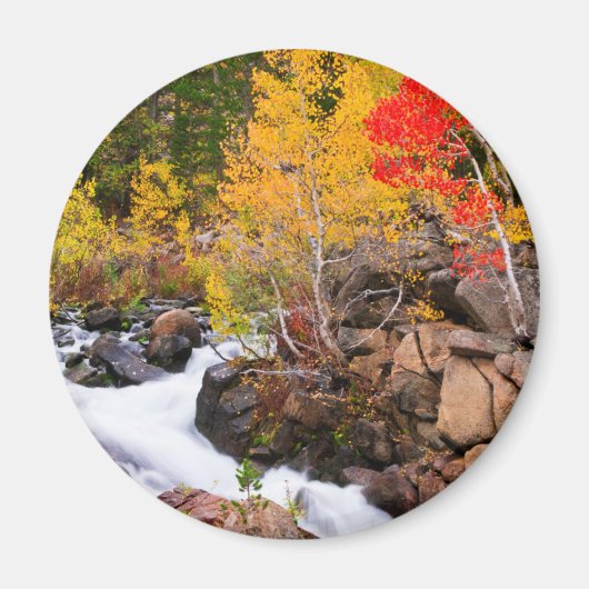 カリフォルニア州ビショップクリークの紅葉 マグネット (正面)