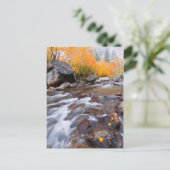 カリフォルニア州ビショップ・クリークに沿った秋 ポストカード (スタンド正面)