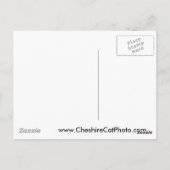 カリフォルニア州ビッグサーのリトルシュール川 ポストカード (裏面)